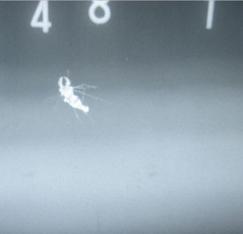 同事無意中拍到蚊子-圖片分享